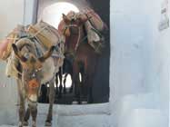 Santorini-Donkeys