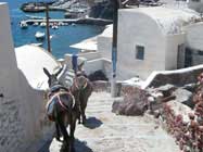 Santorini-Port-Donkeys