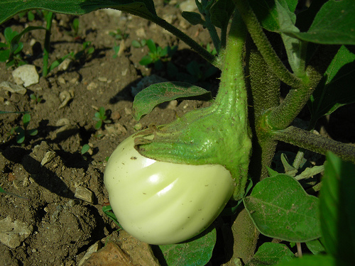 Melitzana or Eggplant