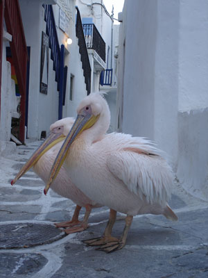 Mykonos Pelicans